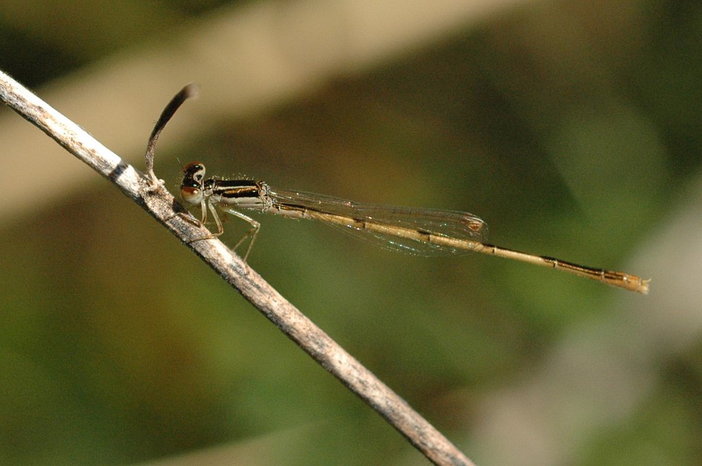 029 2010-01182344 Everglades NP, FL.JPG - Citrine Forktail Damselfly (Ischnura hastata). Everglades National Park, FL, 1-18-2010